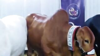 Cow Mandi