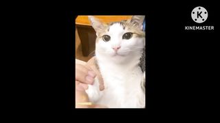 Cute Baby Animals Videos