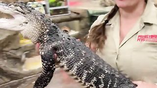 I_Got_My_Alligator_A_New_Enclosure