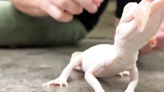 Feeding_Our_Baby_Albino_Alligator_On_the_Go