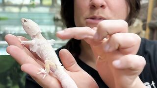Leopard_Gecko_s_Eat_Their_Own_SHED