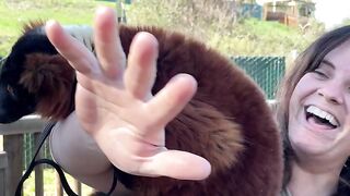 Lemurs_are_so_awesome