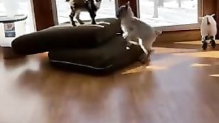 Funny Pets Compilation ~ Cute Animals of TikTok Compilation 3