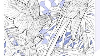 parrot 2