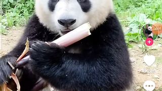 Panda 6