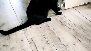 Funny Cat Videos Comedy&Funny