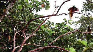 Greater Bird-of-Paradise