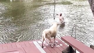 Dogs (Buster & Jazz) panic when owner swings out and falls into lake, then swim out to rescue him