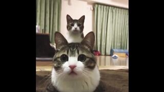Funny Animal Videos 2023 ???? Funniest Cats And Dogs Video ????????