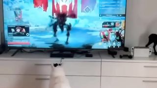 Funny cat cute 2