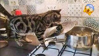 You Definitely Laugh, Trust me - Funniest Cats Expression Video - Funny Cats Life 2