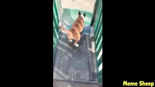 impossible try not to laugh