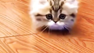 Kucing imut