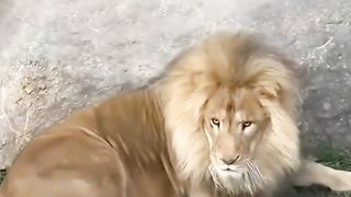 Angry papa lion