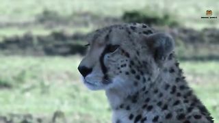 Top 10 fastest animals in the world.