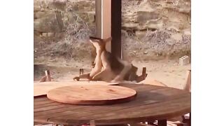 ca reste 1*1 le plus iconique du règne animal