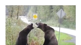 deux ours males qui se battent