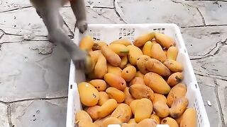 Monyet rebutan buah mangga