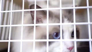 Have you ever seen a cat with such pretty blue eyes
