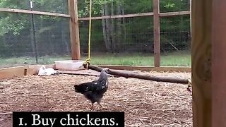 This chicken shows us the meaning of happiness