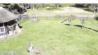 les animaux de la ferme travaillent ensemble pour sauver un poulet