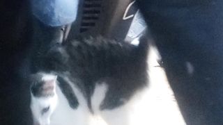 Cibocil ingin bersahabat dengan sang kucing