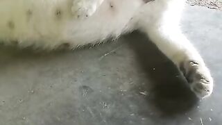 White Pregnant Cat