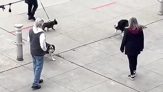 Border collies herding a human.. ????