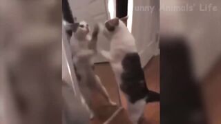3 Minutes of Funny Animals