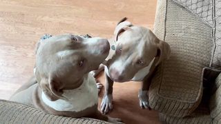 XL American Bully puppies Deimos and Princess Kleo are having fun synchronized nibbling on a toy
