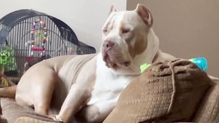 Papa Hermes is showing off his great physique and acrobatic prowess walking on the couch pillows :-)