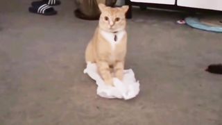 Cats funny clips ????????