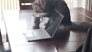 Cute Animals of TikTok Compilation