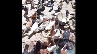 کبوتروں کے مختلف مناظر دیکھ سکتے ہیں آپ آس ویڈیو میں