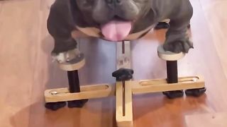 Unlimited sweetpitbull