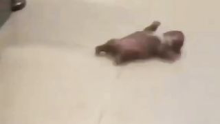 Baby pitbull. LOLLLLLLLLLLLLL !!!!! HAHAHA