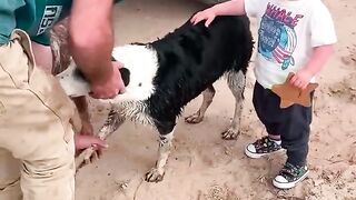 This Dog Picked The Perfect Home To Wander Into | The Dodo