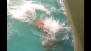 VIDEOS DROLES D'ANIMAUX - ESSAYEZ DE NE PAS RIRE #1