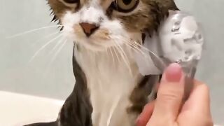 vido cat comedian