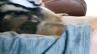 Random pet moment part 9