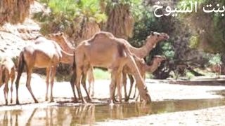 قصة وقصيدة سعدون العويجي