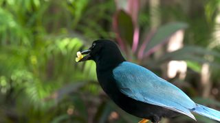 NAUGHTY BLUE BIRDS