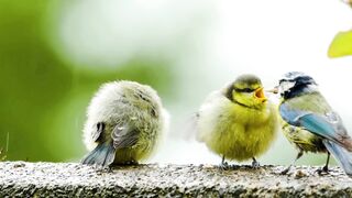 SMALL BIRDS