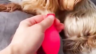 Animaux les plus drôles 2023  Chats et chiens les plus drôles #1