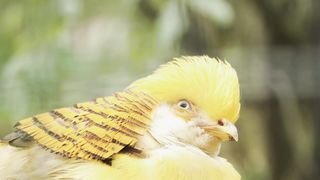 COLORFUL BIRDS  PART 1