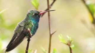 COLORE BIRDS PART 2