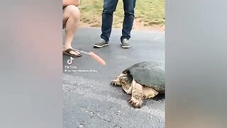Damn Nature You Scary | Rare & Scary Animal Encounters ????