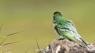 COLOREFUL BIRDS Names and Sounds