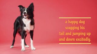 Training Dog
