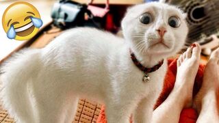 Must see this video of cute animals, it's really funny
